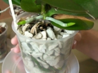 Субстрат для орхідей Піноскло універсальний GrowPlant 10-20 мм 3 л